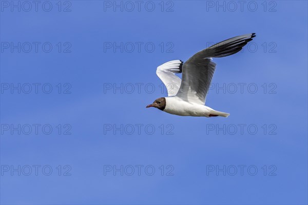 Black-headed gull