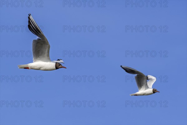 Two adult black-headed gulls