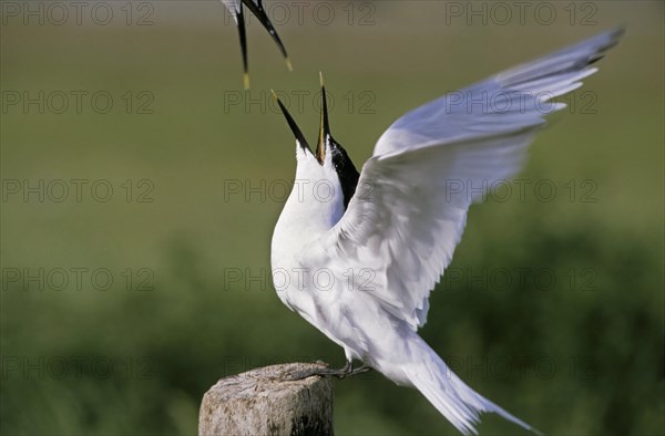 Sandwich tern