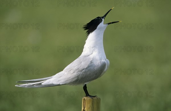 Sandwich tern