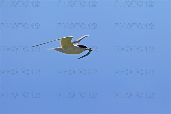 Sandwich tern