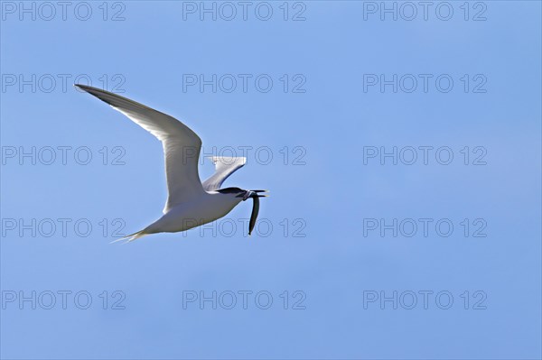 Sandwich tern