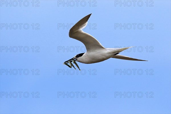 Sandwich tern