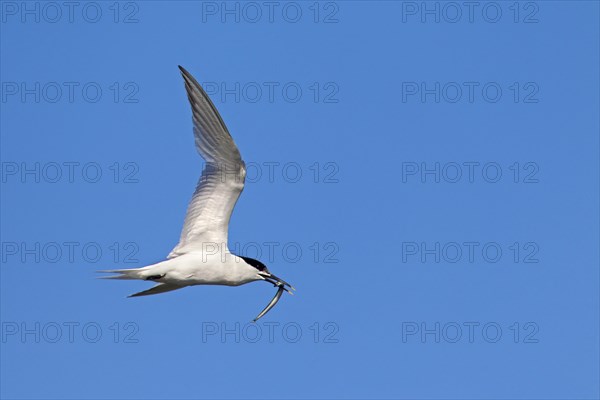 Sandwich tern