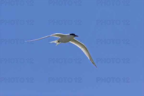 Sandwich tern