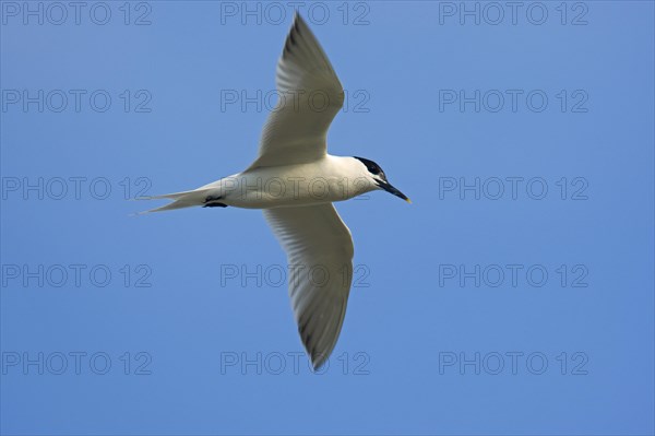 Sandwich Tern