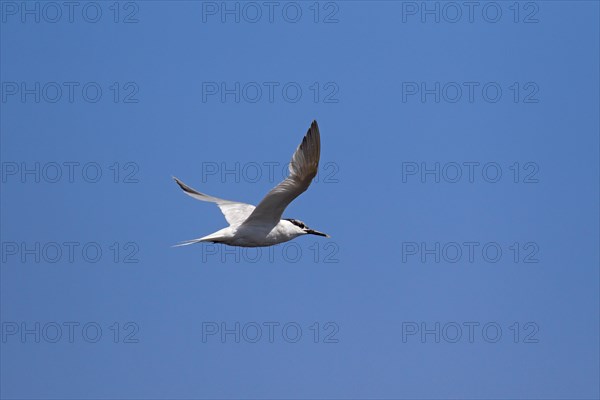 Sandwich tern