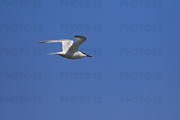 Sandwich tern