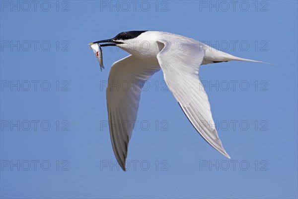 Sandwich tern