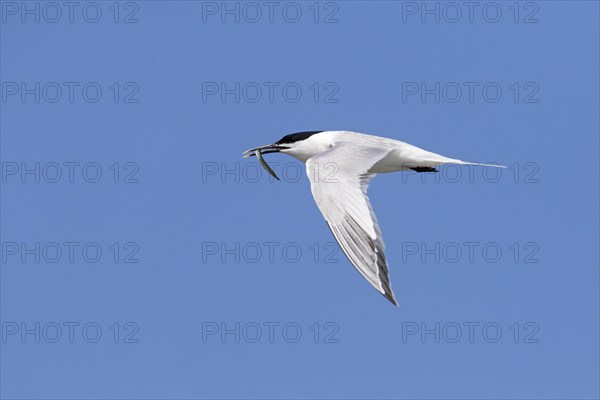 Sandwich tern