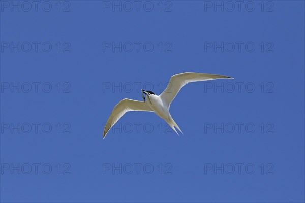 Sandwich tern