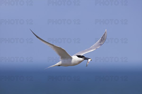 Sandwich tern