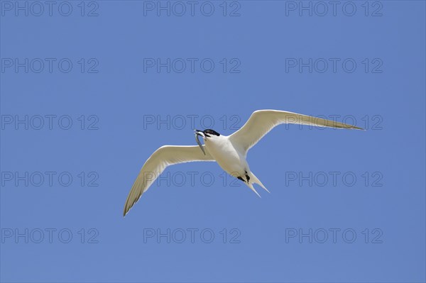 Sandwich tern