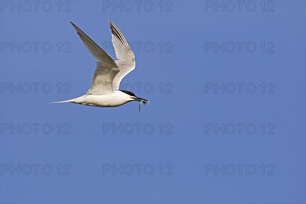 Sandwich tern