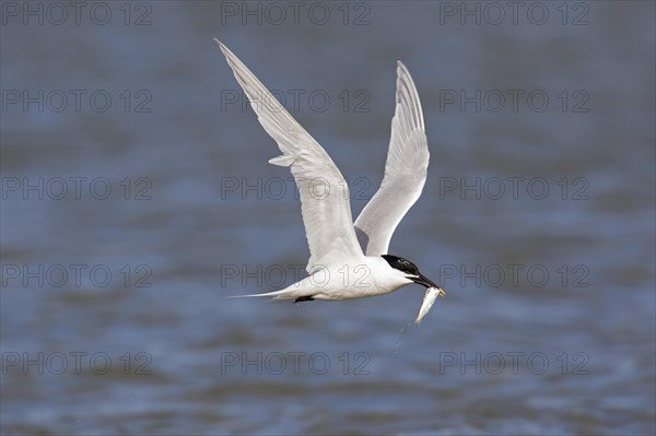 Sandwich tern