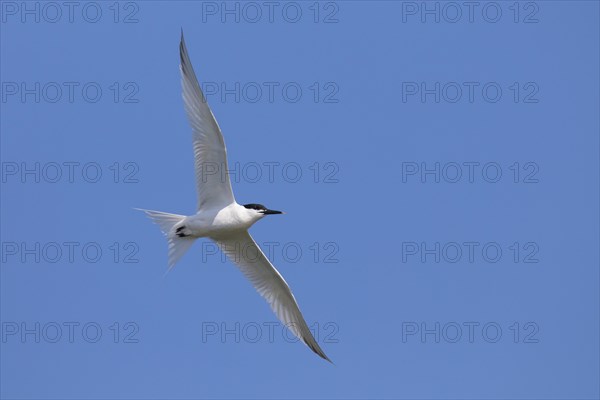 Sandwich tern