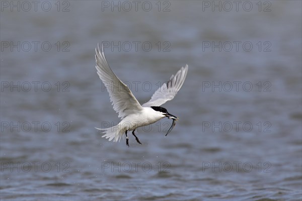 Sandwich tern