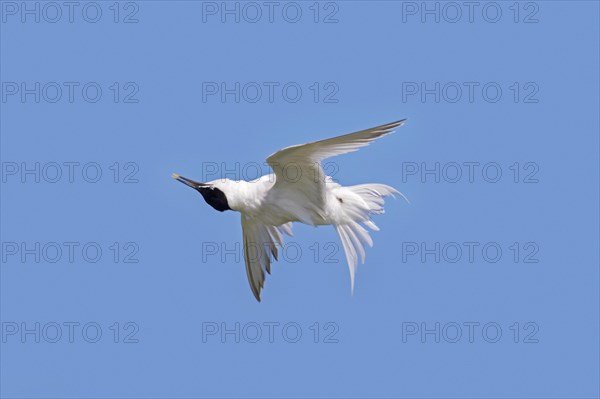 Sandwich tern