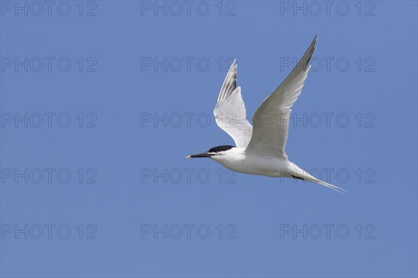 Sandwich tern