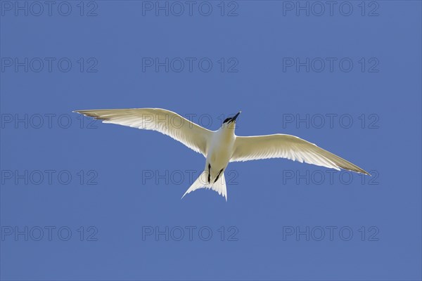 Sandwich tern