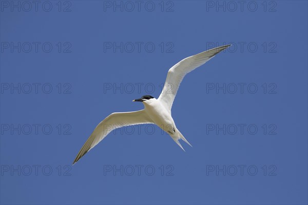 Sandwich tern