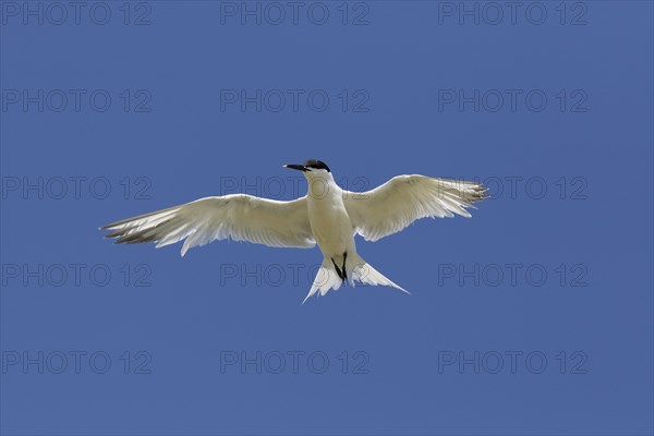 Sandwich tern