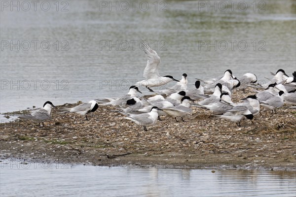 Sandwich terns