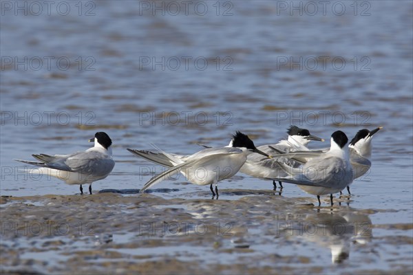 Sandwich terns