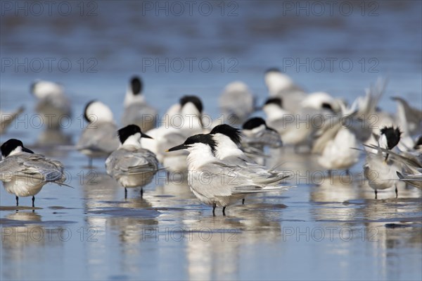 Sandwich terns