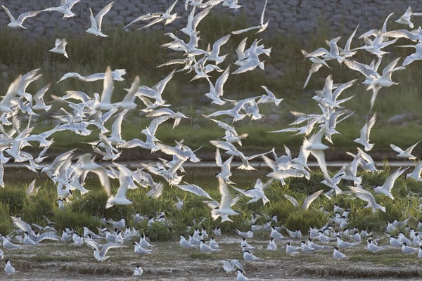 Sandwich terns