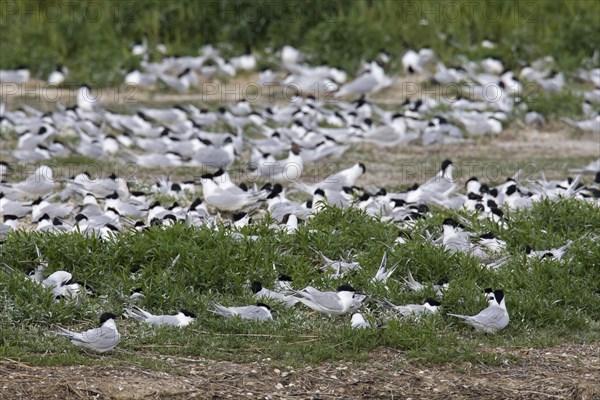 Sandwich terns