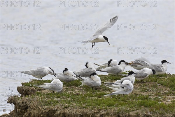 Sandwich terns