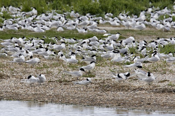 Sandwich terns