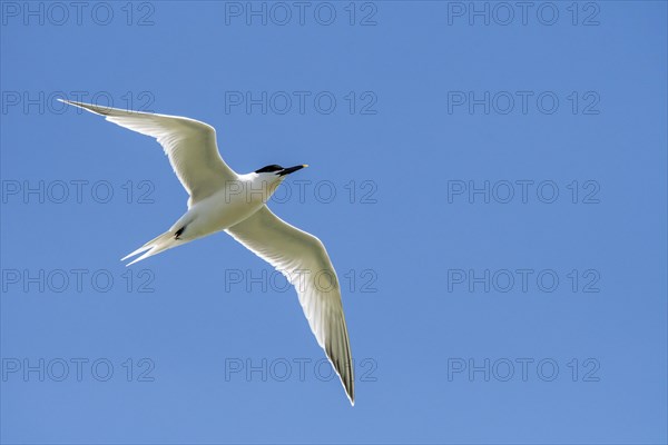 Sandwich tern