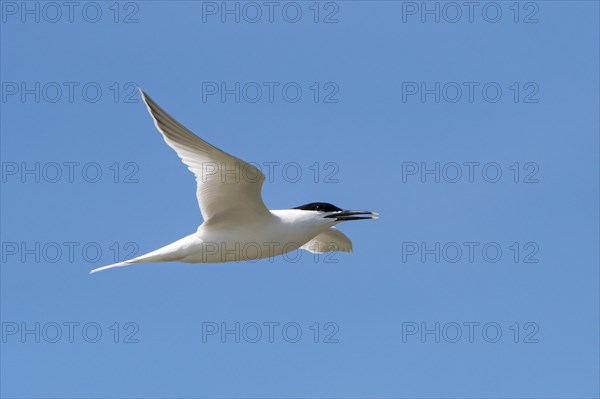 Sandwich tern