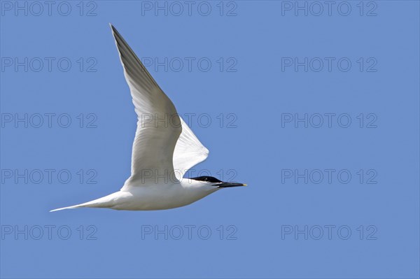 Sandwich tern