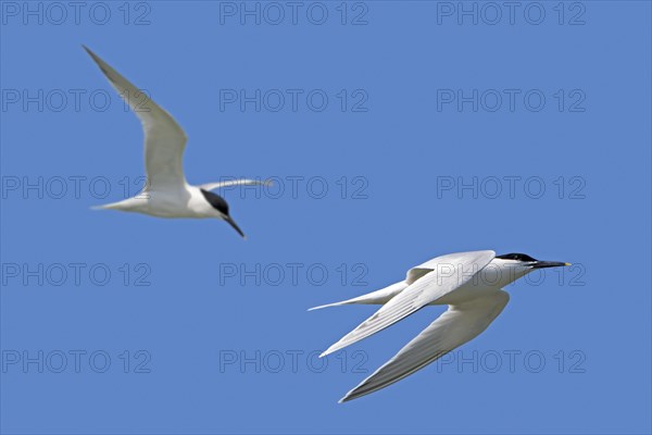 Two sandwich terns