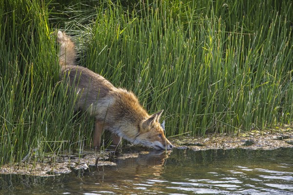 Solitary red fox