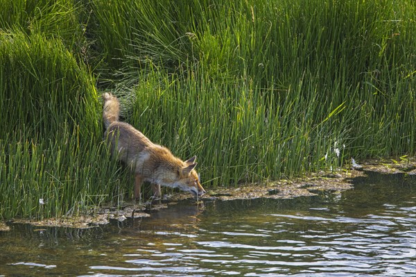 Solitary red fox