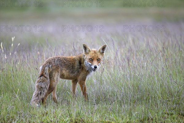 Solitary red fox