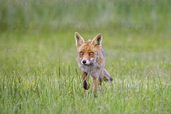 Solitary red fox