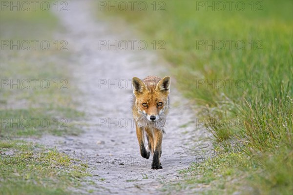 Solitary red fox