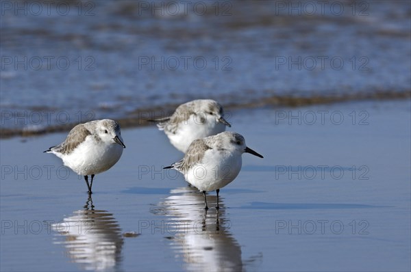 Sanderlings