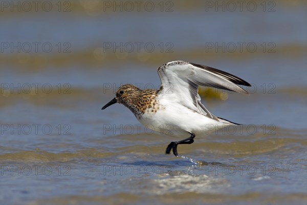 Sanderling