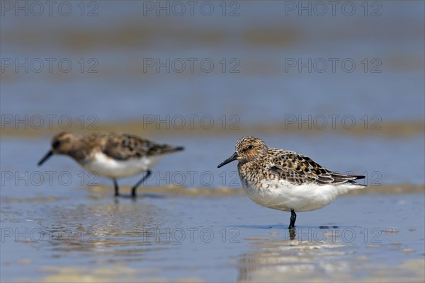 Two Sanderlings