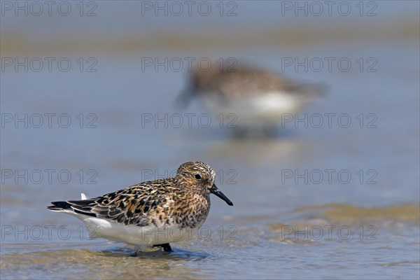 Two Sanderlings