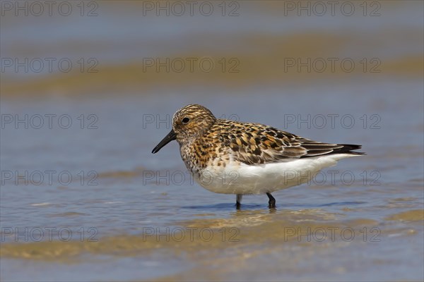 Sanderling