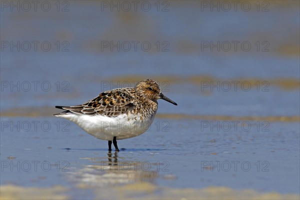 Sanderling