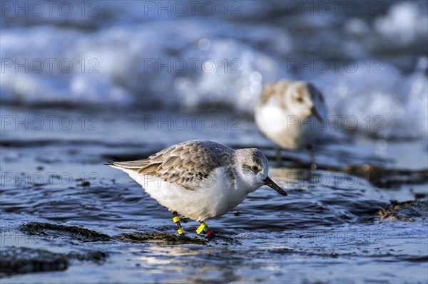 Colour-ringed sanderling