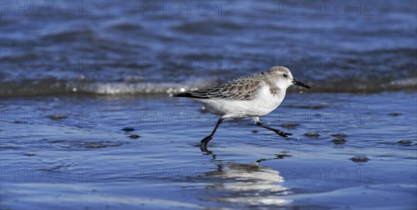 Sanderling